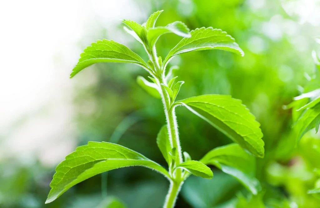 Stevia leaves extract Stevia leaves extract